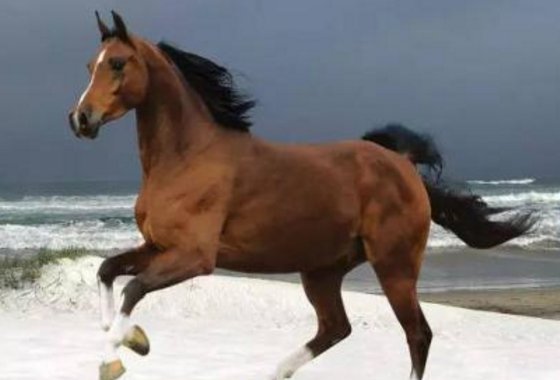 房兵曹胡马诗 的意思