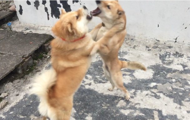 狺狺狂吠怎么读