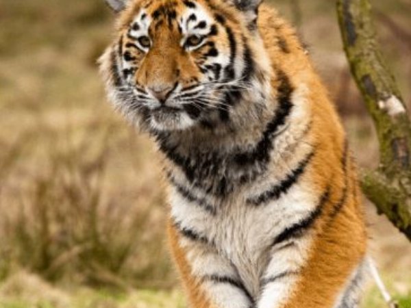 满坐寂然形容什么生肖