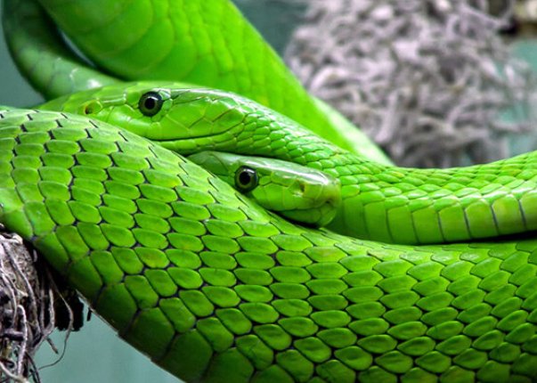 非洲十大毒蛇