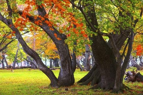 描写古树的段落