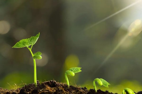 芽芽是什么意思