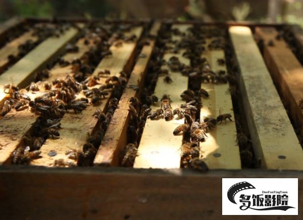 十三爷幽禁养蜂夹道是什么地方