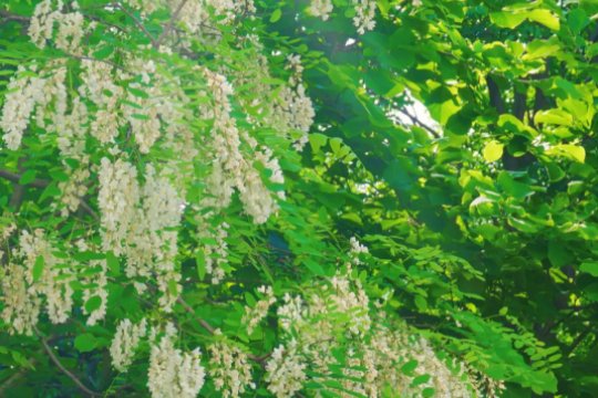 赞美槐花香的句子