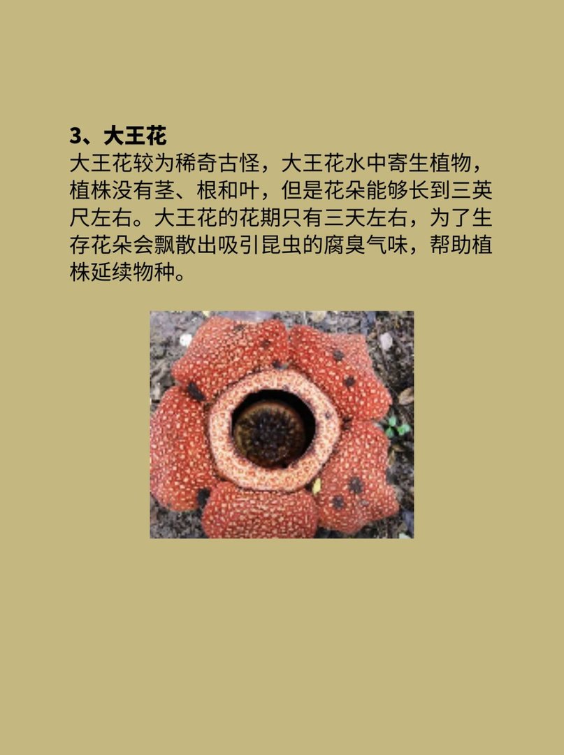 稀奇古怪的植物科普