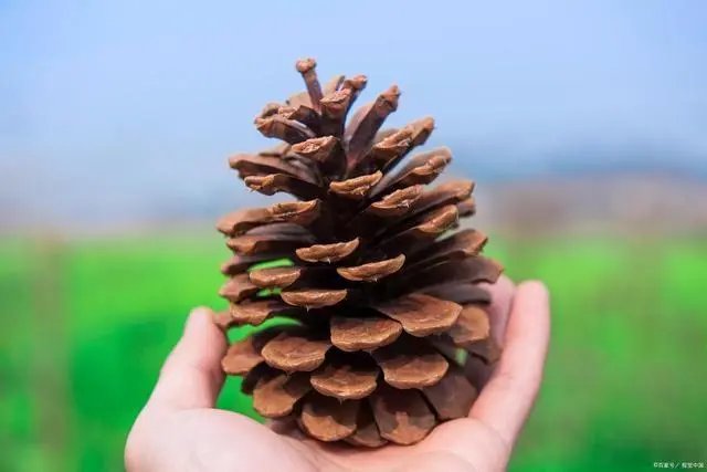 平安落地!“坐氢气球打松塔飘走”工人已找到,为何会飞走?