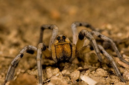 中国致命的毒蛛有几种?