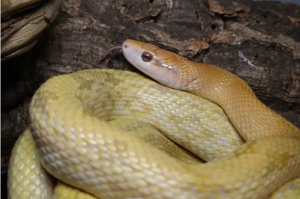 夷为平地打一生肖