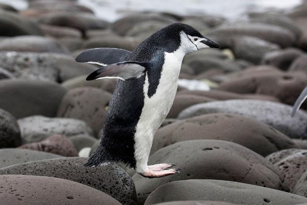 南极有哪十种动物？