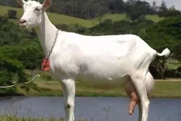 再当冯妇打一个正确动物生肖