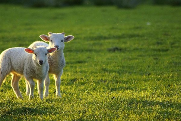装怯作勇的动物生肖