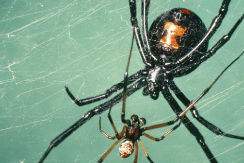 中国致命的毒蛛有几种?