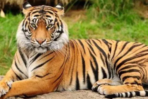 满载而归打一个生肖