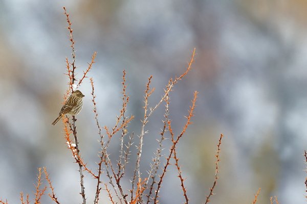 暇拼音和组词组
