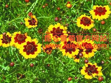 红纨雪菊的介绍