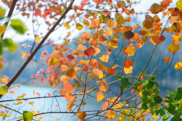 落造句子二年级上册