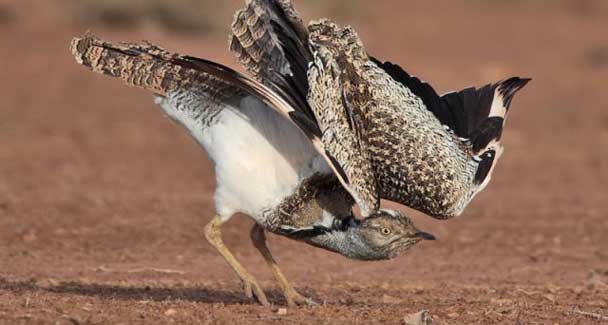 翎颌鸨的栖息环境