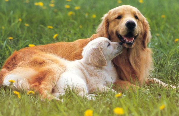 狗狗的哪里有烫又大