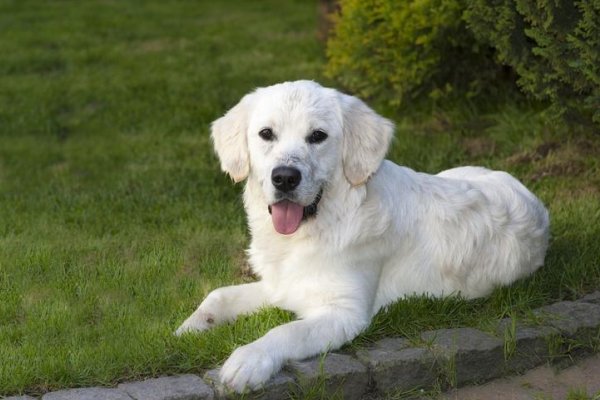 装怯作勇的动物生肖