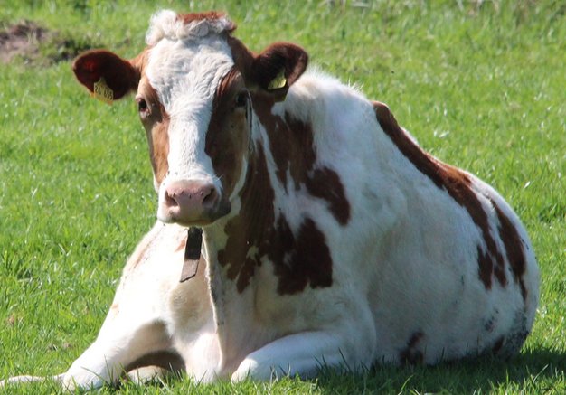 与天同庆是什么生肖