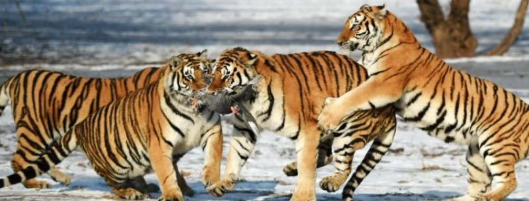 三个老虎一只羊打一成语是什么？