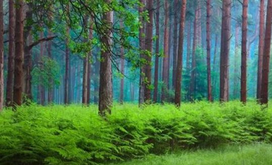 田里有什么，地上有什么，水中有什么？