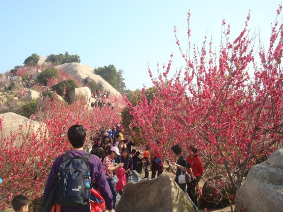 巨峰寺桃花什么时候开