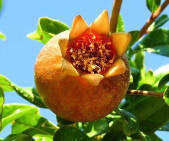 植物妈妈有办法仿写一段话