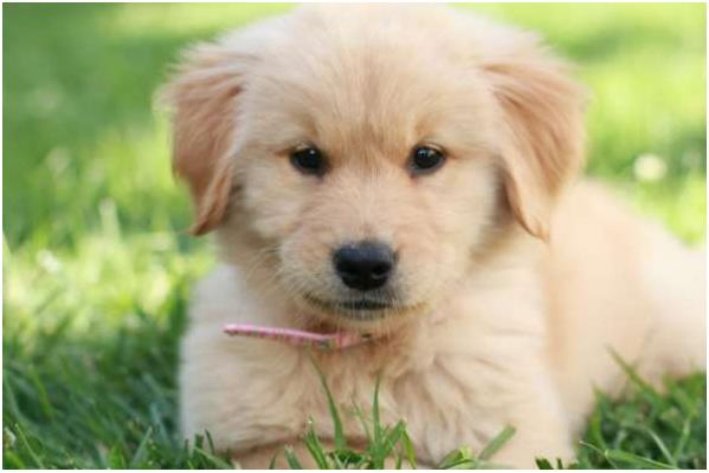 puppy在性取向里代表啥