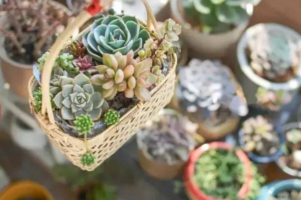 高n车多肉多公交车1