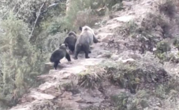 野保专家在三江源发现了几只罕见藏棕熊？