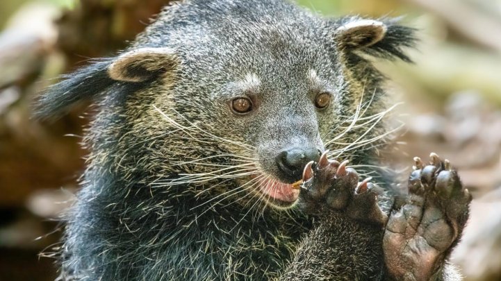 什么动物是五条腿的?