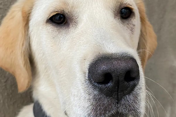 卒岁穷年打一动物生肖