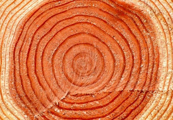 树木的年轮能准确代表它的年龄吗？