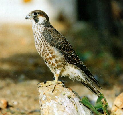 青燕是什么鸟？