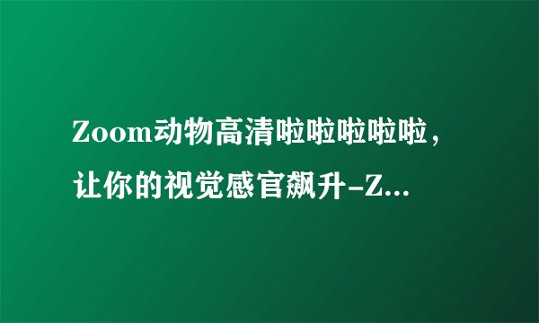 Zoom动物高清啦啦啦啦啦，让你的视觉感官飙升-Zoom动物高清视频全面解析！
