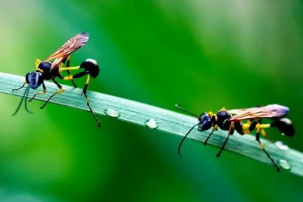 狭路相逢是什么意思