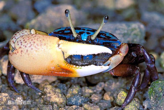 四角招潮蟹的介绍