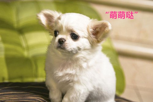 萌萌哒是什么意思