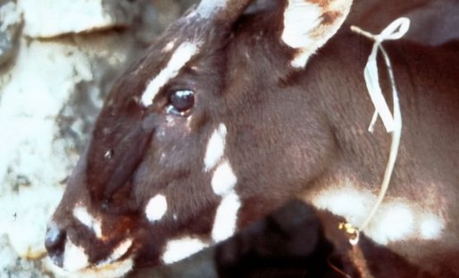 亚洲麒麟是稀有物种吗