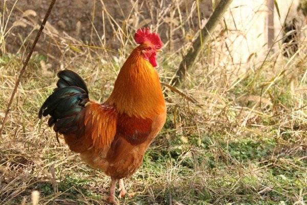 奴才无福入深渊是什么生肖