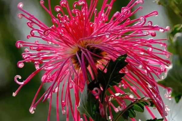 重阳节的诗七言绝句