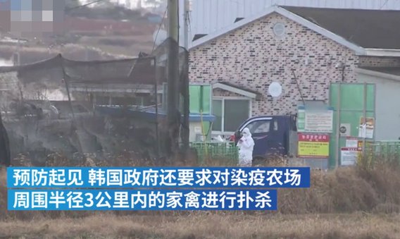 韩国扑杀440多万只家禽？