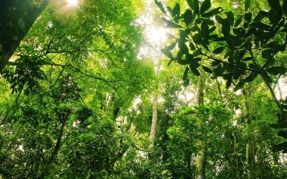 什么的树阴填词语