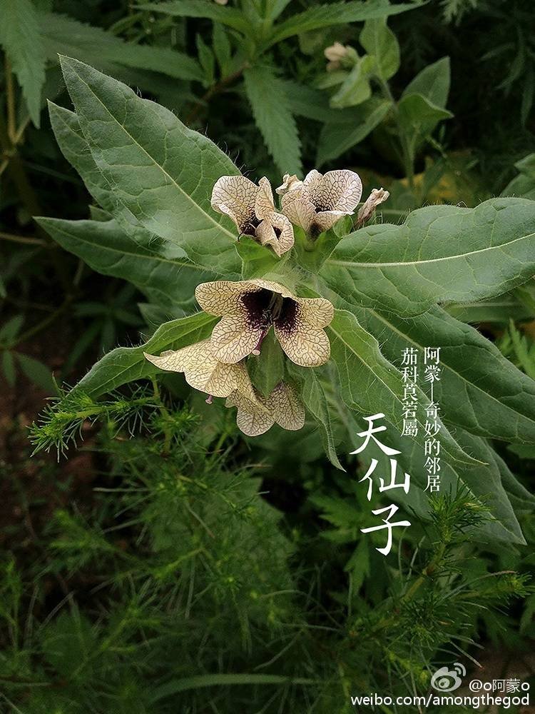 什么花是天仙花？