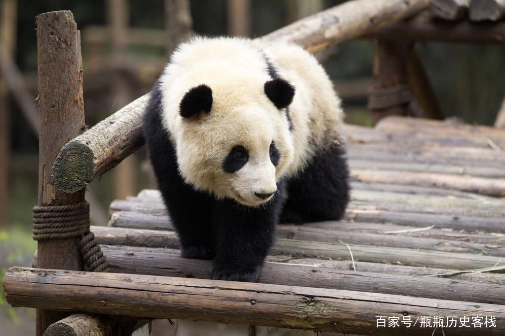 大熊猫栖息在哪里？