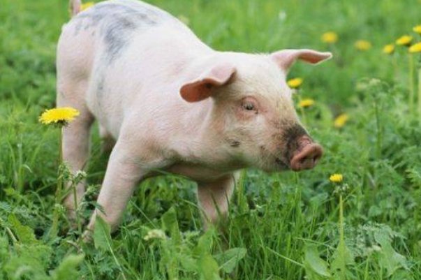 臭名昭著打一生肖最佳答案是什么