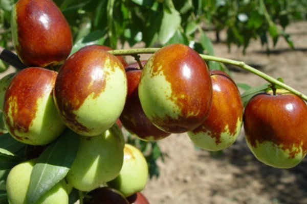 让枣推梨文言文解释