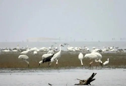 鄱阳湖恢复扩大，太空卫星可见，候鸟们是否可以安全越冬了？