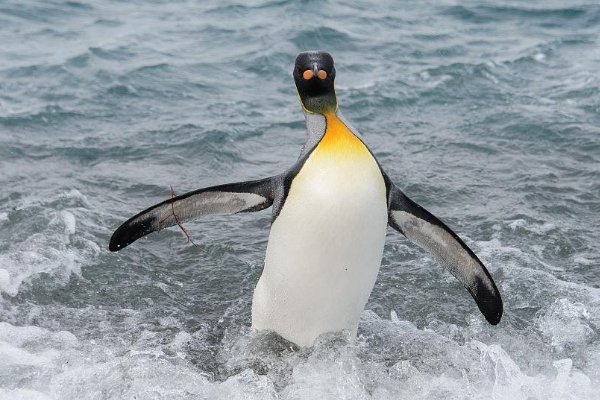 南极有哪十种动物？